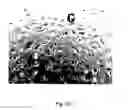 Fig. 08 - Cationic lipid formulations for regressing established tumor