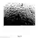 Fig. 11 - Cationic lipid formulations for regressing established tumor