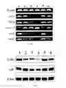 Fig. 18 - Cationic lipid formulations for regressing established tumor