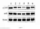 Fig. 19 - Cationic lipid formulations for regressing established tumor