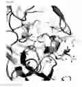Fig. 12 - Peptide inhibitors of BACE1