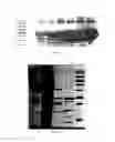 Fig. 07 - SpA5 mutant, composition comprising mutant and preparation method and use thereof