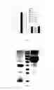 Fig. 19 - SpA5 mutant, composition comprising mutant and preparation method and use thereof