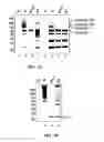 Fig. 05 - Methods and compositions for the display of polypeptides on the pili of Gram-positive bacteria