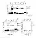 Fig. 07 - Methods and compositions for the display of polypeptides on the pili of Gram-positive bacteria