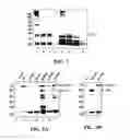 Fig. 08 - Methods and compositions for the display of polypeptides on the pili of Gram-positive bacteria