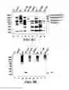 Fig. 09 - Methods and compositions for the display of polypeptides on the pili of Gram-positive bacteria