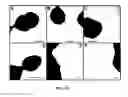 Fig. 10 - Methods and compositions for the display of polypeptides on the pili of Gram-positive bacteria