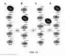 Fig. 11 - Methods and compositions for the display of polypeptides on the pili of Gram-positive bacteria