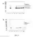 Fig. 12 - Methods and compositions for the display of polypeptides on the pili of Gram-positive bacteria