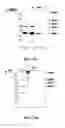 Fig. 14 - Methods and compositions for the display of polypeptides on the pili of Gram-positive bacteria