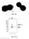 Fig. 16 - Methods and compositions for the display of polypeptides on the pili of Gram-positive bacteria