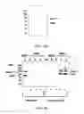 Fig. 17 - Methods and compositions for the display of polypeptides on the pili of Gram-positive bacteria