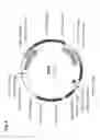 Fig. 12 - Insecticidal proteins