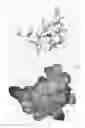 Fig. 11 - Potent and selective inhibitors of NA1.3 and NA1.7