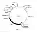 Fig. 03 - Recombinant lubricin composition