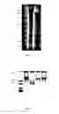 Fig. 04 - Recombinant lubricin composition