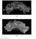 Fig. 06 - FIBROMODULIN PEPTIDE