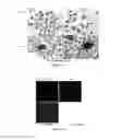 Fig. 18 - FIBROMODULIN PEPTIDE