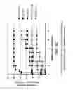 Fig. 09 - Fusion protein comprising interleukin-2 and interleukin-33