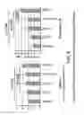 Fig. 10 - Fusion protein comprising interleukin-2 and interleukin-33