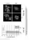 Fig. 17 - Fusion protein comprising interleukin-2 and interleukin-33