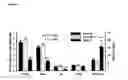 Fig. 06 - GLUCAGON ANALOGUES