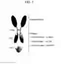 Fig. 02 - SPARC binding ScFvs