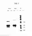 Fig. 08 - SPARC binding ScFvs