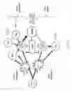 Fig. 15 - Methods for reducing global chronic inflammation and the presence of melanoma