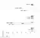 Fig. 19 - Processes for producing polyunsaturated fatty acids in transgenic organisms