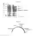 Fig. 02 - Polynucleotide encoding psicose epimerase and method of producing psicose using the same