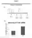 Fig. 04 - METHODS FOR TREATMENT OF WOUND HEALING UTILIZING CHEMICALLY MODIFIED OLIGONUCLEOTIDES