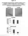 Fig. 13 - METHODS FOR TREATMENT OF WOUND HEALING UTILIZING CHEMICALLY MODIFIED OLIGONUCLEOTIDES