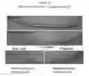 Fig. 19 - METHODS FOR TREATMENT OF WOUND HEALING UTILIZING CHEMICALLY MODIFIED OLIGONUCLEOTIDES