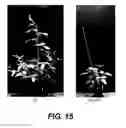 Fig. 25 - Compositions and methods for altering flowering and plant architecture to improve yield potential