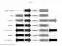 Fig. 02 - Expression vector for expressing heterogeneous gene