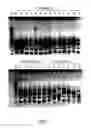 Fig. 02 - Directed evolution and in vivo panning of virus vectors