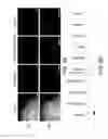 Fig. 79 - Directed evolution and in vivo panning of virus vectors