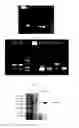 Fig. 02 - Method for positioning and integrating transgene and use thereof