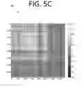 Fig. 08 - AUTOMATED IDENTIFICATION AND REVERSE ENGINEERING OF MALWARE