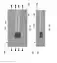 Fig. 02 - Strain isolation structures for stretchable electronics