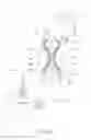 Fig. 05 - Artificial ventricles