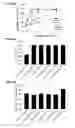Fig. 15 - Cytotoxic peptides and conjugates thereof
