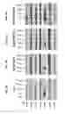 Fig. 24 - METHODS OF TREATING PATIENTS HAVING MUTATIONS IN THE EXTRACELLULAR DOMAIN OF EPIDERMAL GROWTH FACTOR RECEPTOR (EGFR) WITH A COMBINATION OF THREE FULLY HUMAN MONOCLONAL ANTI-EGFR ANTIBODIES