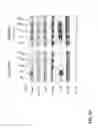 Fig. 41 - METHODS OF TREATING PATIENTS HAVING MUTATIONS IN THE EXTRACELLULAR DOMAIN OF EPIDERMAL GROWTH FACTOR RECEPTOR (EGFR) WITH A COMBINATION OF THREE FULLY HUMAN MONOCLONAL ANTI-EGFR ANTIBODIES