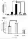 Fig. 02 - METHOD AND PHARMACEUTICAL COMPOSITION FOR INHIBITING NEURONAL REMODELING