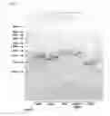 Fig. 02 - Methods and products for transfecting cells