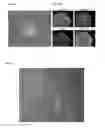 Fig. 04 - Methods and products for transfecting cells