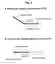 Fig. 02 - Detection of target nucleic acid sequences by PTO cleavage and extension assay